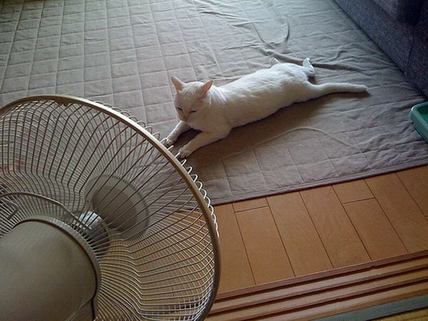 Cómo ayudar a tu gato a sobrellevar el calor