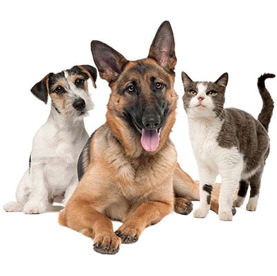 The Advantages and Disadvantages of Pet Insurance