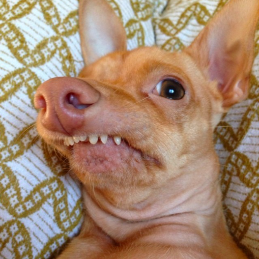 Dogspiration: Tuna the Chiweenie, derritiendo corazones desde 2011