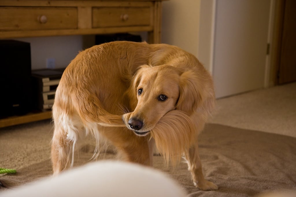 Why do dogs chase their tails?