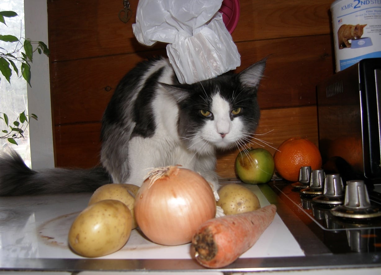 Gatos en la cocina
