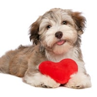 Reconociendo los Síntomas de los Gusanos del Corazón: Prevención, Diagnóstico y Tratamiento