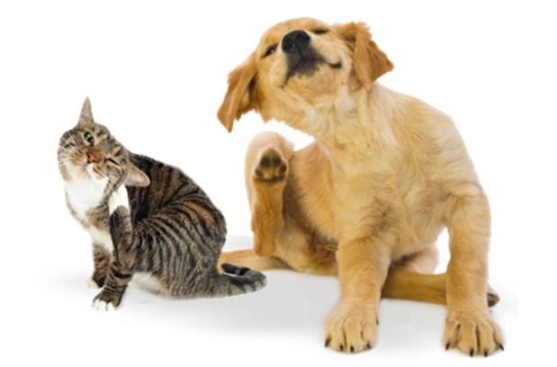 The Ultimate Flea Prevention Guide When Facing An Infestation in Your Home