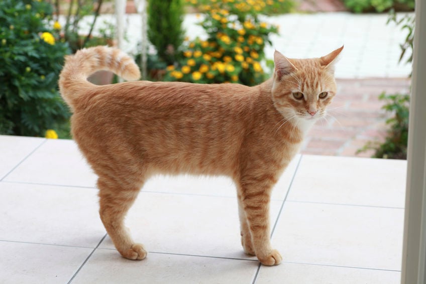 How to stop your cat from spraying