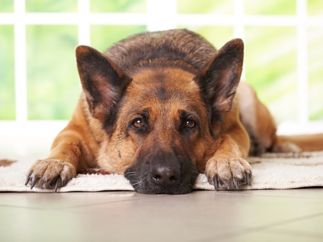 Gusanos Intestinales en Perros: Reconocer los Signos y Síntomas