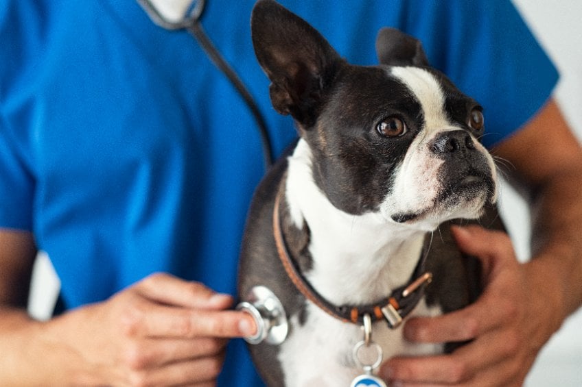 Dogs and Lyme Disease: Symptoms and Treatment