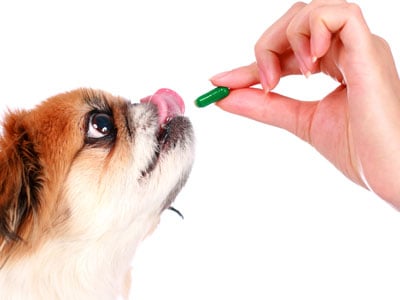 Beneficios de Darle Suplementos a Tu Mascota