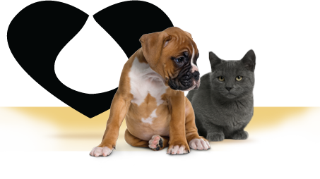 Revolution Possible Side Effects for Dogs 