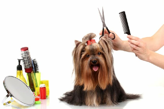 Grooming para perros: Lo que debes y no debes hacer