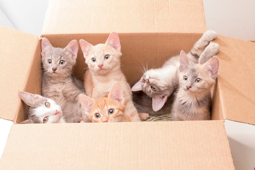 Why do cats love boxes so much?
