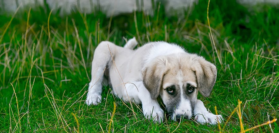 What are the side effects of Simparica?