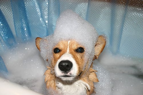 Cómo Darle a Tu Perro un Baño sin Estrés