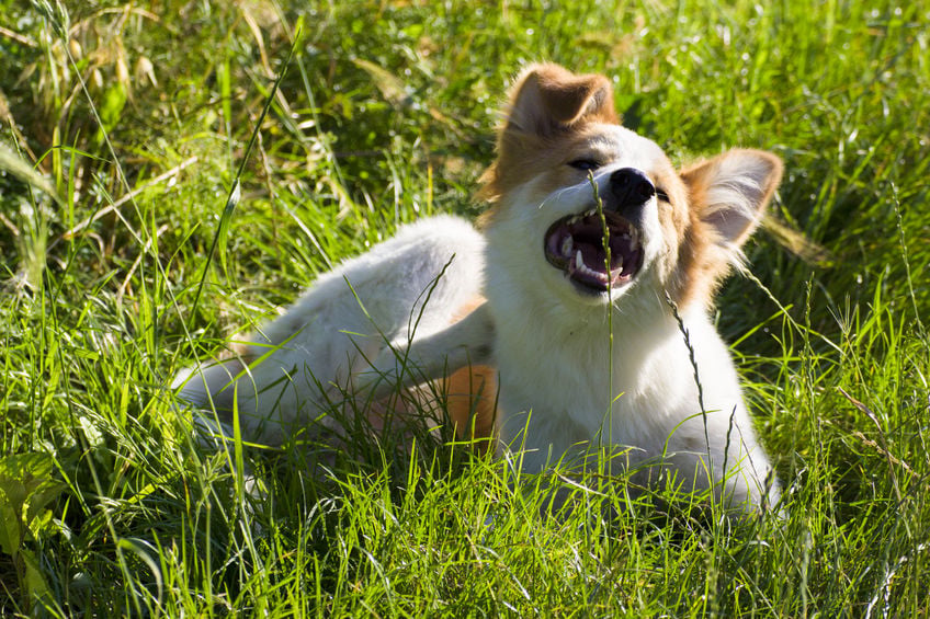 Flea allergies in dogs