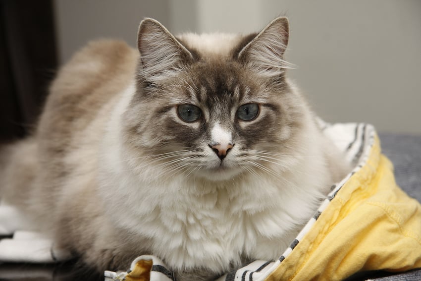 Cómo Desenredar el Pelo de Tu Gato