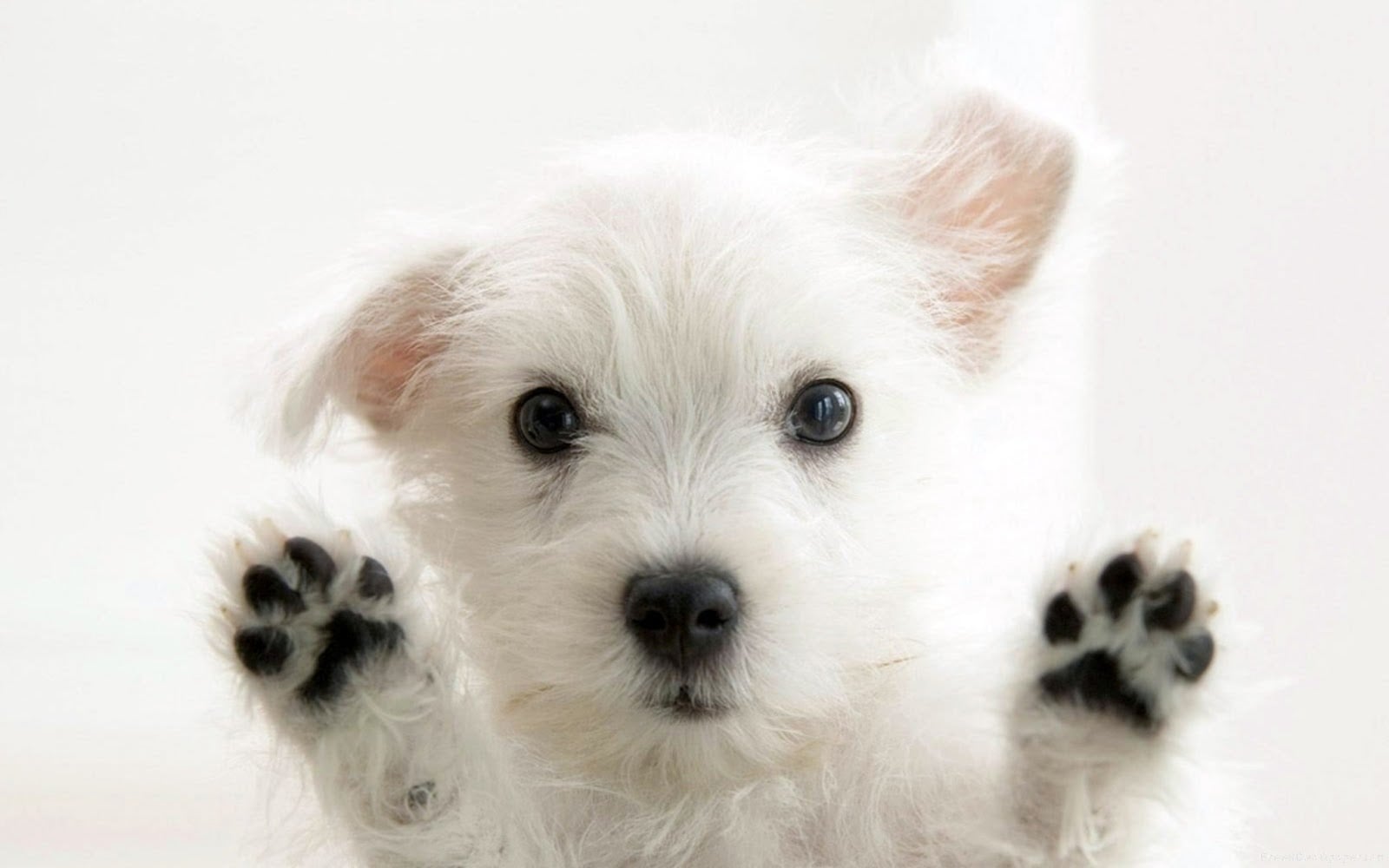 Why You Shouldn't Overlook Adopting A Special Needs Pet