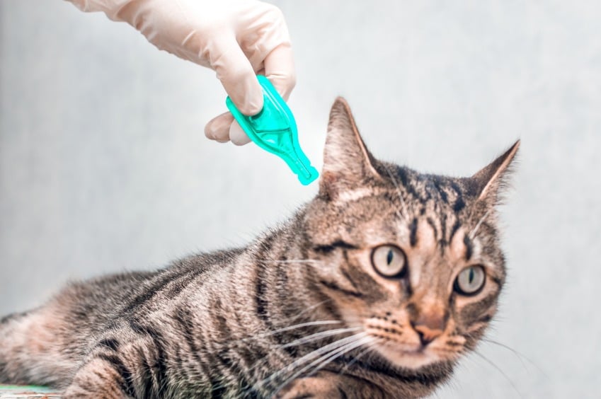10 Ways to Stop Ticks from Biting Your Cat