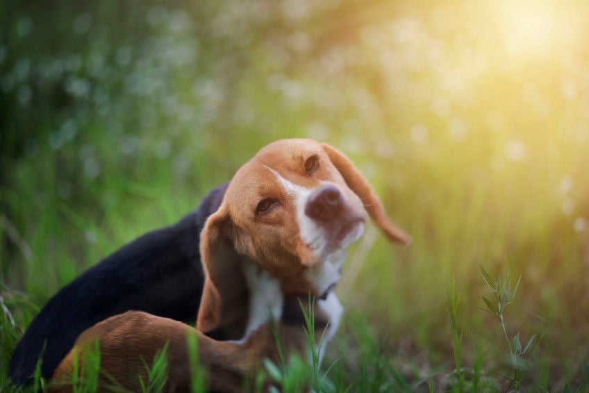 Can omega-3 cure your dog’s itchy skin?
