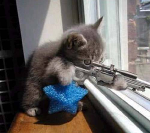 Un Legado de Guerra: Gatos vs. Perros