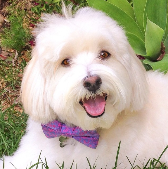 Dogspiration: Balki Bones