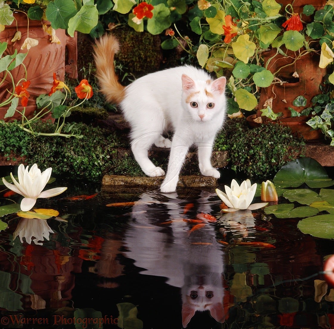 Haciendo olas: El Turkish Van, amante del agua