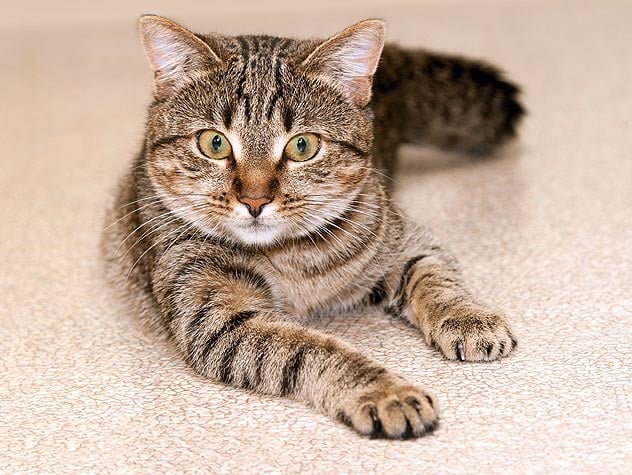 Cómo Entrenar a un Gatito a Usar la Caja de Arena en 5 Pasos