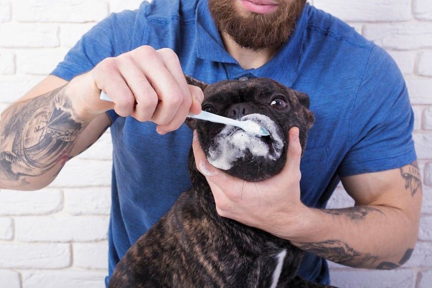 Tip for Caring for Your Dog’s Teeth
