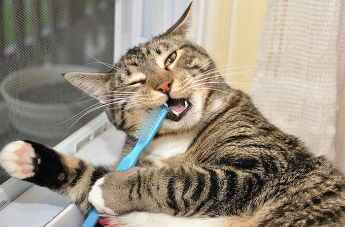 Cómo Cepillar los Dientes de Tu Gato Correctamente