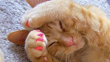 Clipping Claws: A Sore Subject