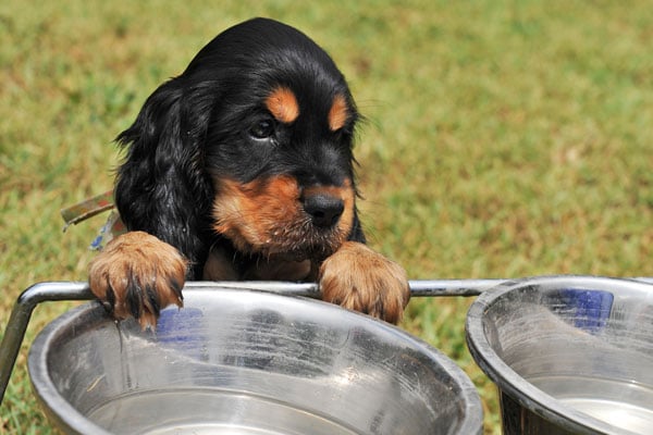 ¿Con Qué Frecuencia Deberías Limpiar el Tazón de Agua de Tu Perro?