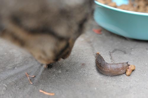 ¿Puede hacerle daño a mi gato comer babosas?