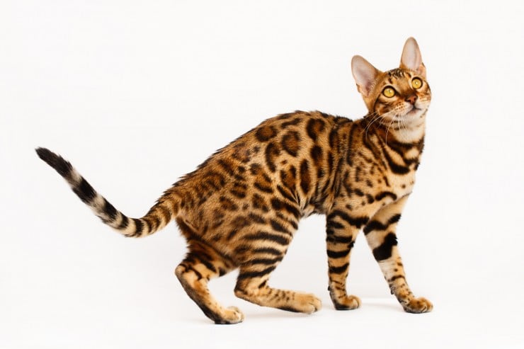 Why does my cat back it up… right in my face?