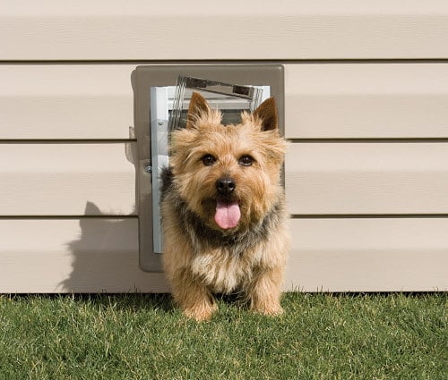 Entrena a Tu Perro Para Usar una Puerta para Perros