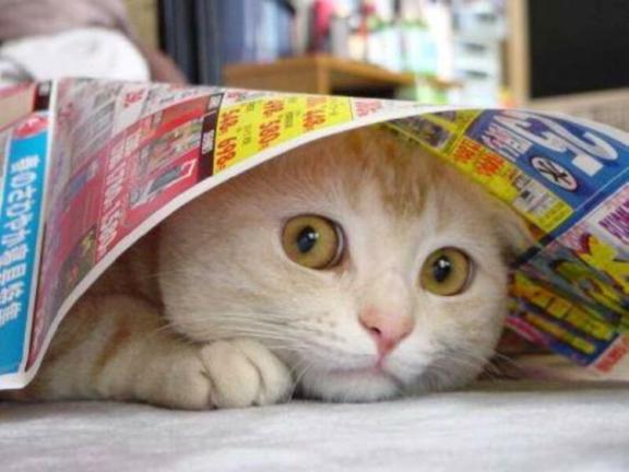Are scaredy cats the ones who managed to escape curiosity?