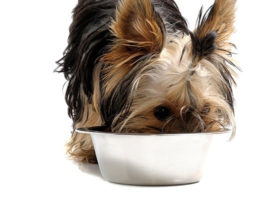 Qué significa cuando tu perro te mira a los ojos a la hora de comer