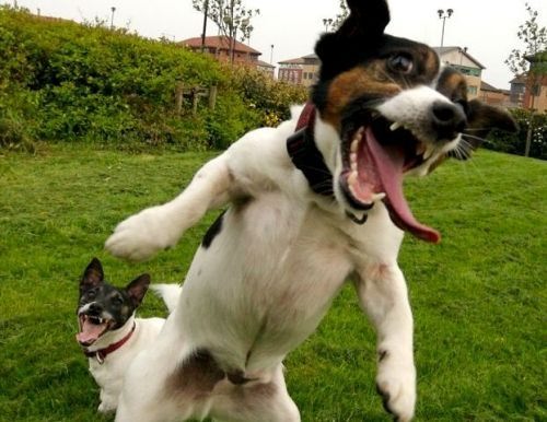 14 Perros Que Están Encantados de Que Sea Fin de Semana