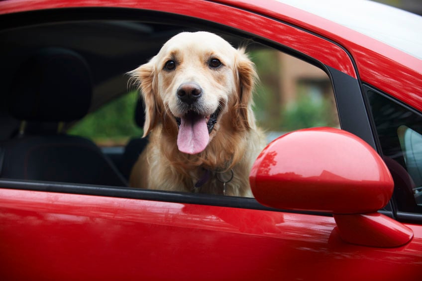 How to help your dog’s motion sickness