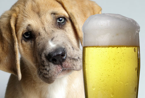dog alcohol