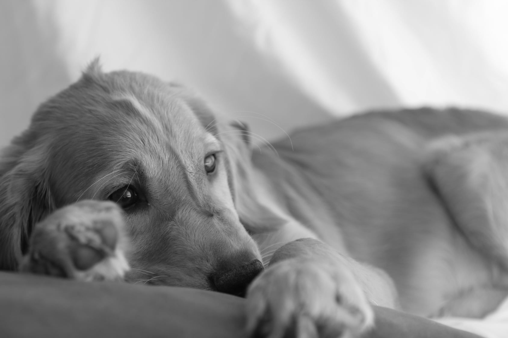 Cómo Elegir el Regalo de Condolencia Perfecto para Dueños de Mascotas