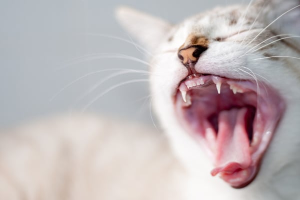 Gatos y mal aliento: posibles causas y qué hacer