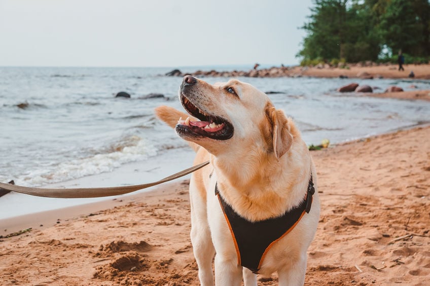 Choosing the best type of harness for your dog