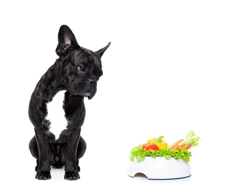Avoid feeding your dog these fruits and vegetables