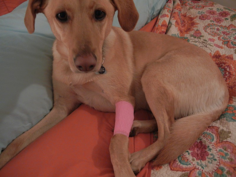 First Aid Tips To Help Save Your Dog's Life 