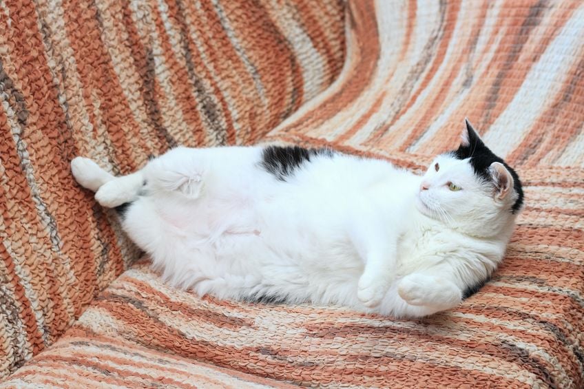 This is why your cat has a saggy stomach