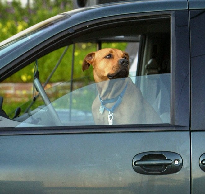 Consejos para Viajar de Forma Segura con Mascotas
