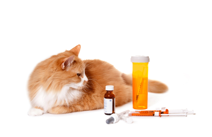 4 Formas de Darle una Pastilla a Tu Gato