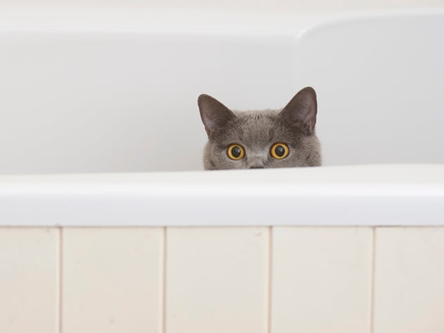 Qué hacer si tu gato deja de usar la caja de arena
