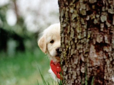 15 Perros Que Son Terribles Jugando al Escondite