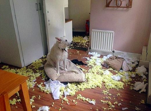 10 Razones por las que Necesitas una Cámara de Video para Mascotas