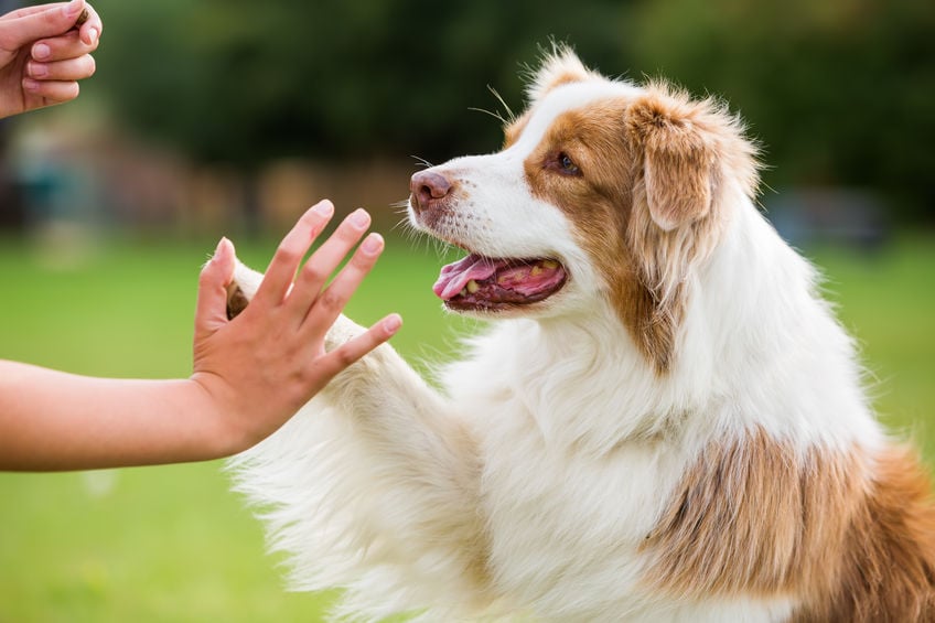 Teaching An Old Dog New Tricks - Training Your Rescue Dog