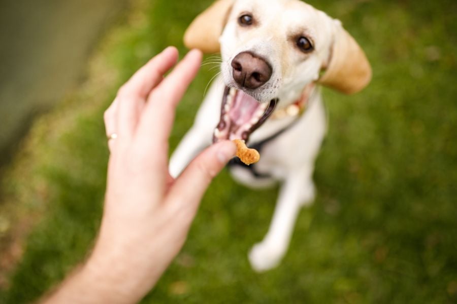Crafting Homemade Dog Treats Tail-Wagged Approved!